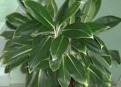 万年青象征着什么意义