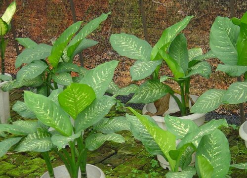 万年青象征着什么意义