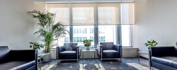 大叶的室内植物有哪些