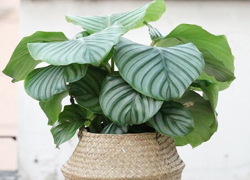 竹芋可以水培吗