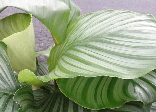 竹芋可以水培吗