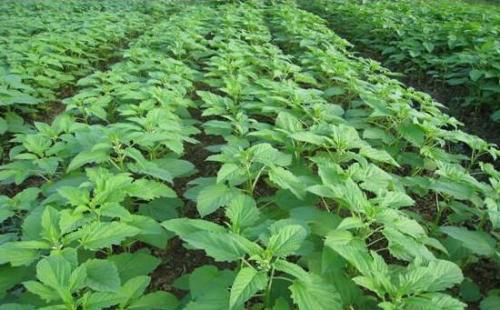 芝麻种植技术与管理方法