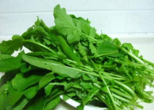 萝卜菜种植时间和方法