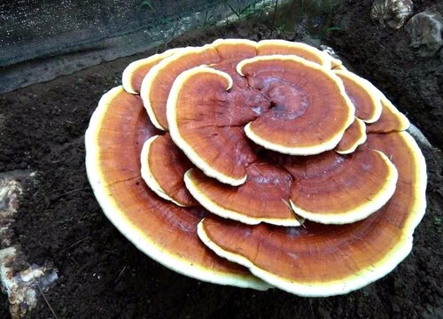 灵芝长在什么地方才是真的