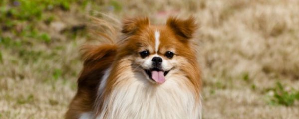 狗狗吃多了鱼油会怎样