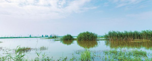 什么被称为地球之肾