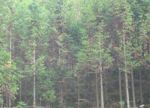 沙树值钱吗 市场价格