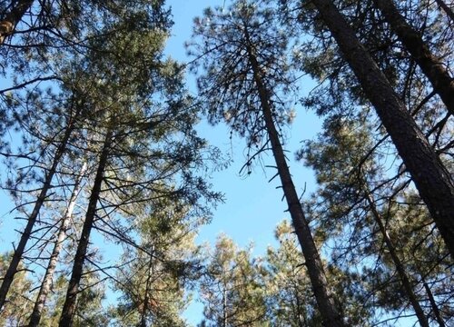 沙树值钱吗 市场价格