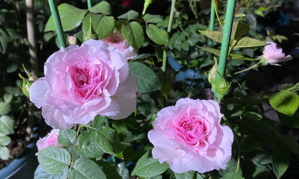 威基伍德月季优缺点介绍