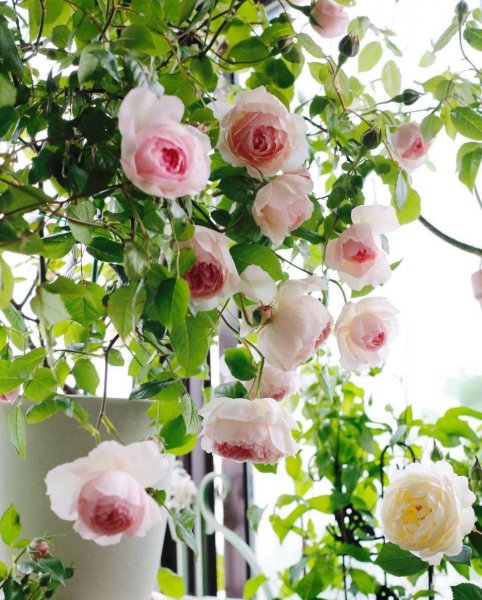 威基伍德月季优缺点介绍