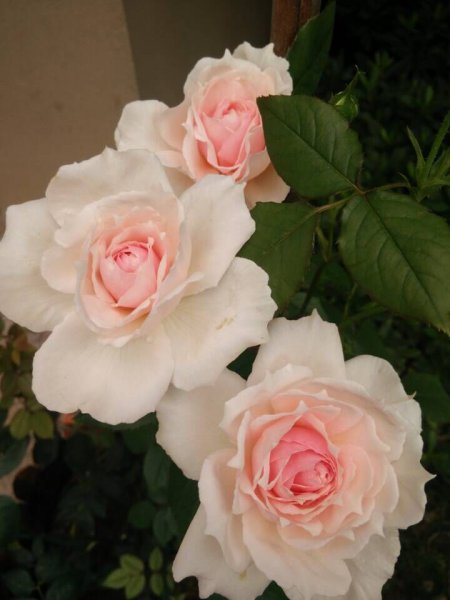 威基伍德月季优缺点介绍