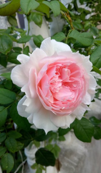 威基伍德月季优缺点介绍