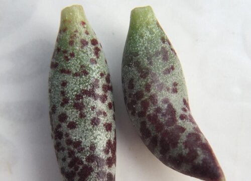 多肉海豹的养殖方法和注意事项