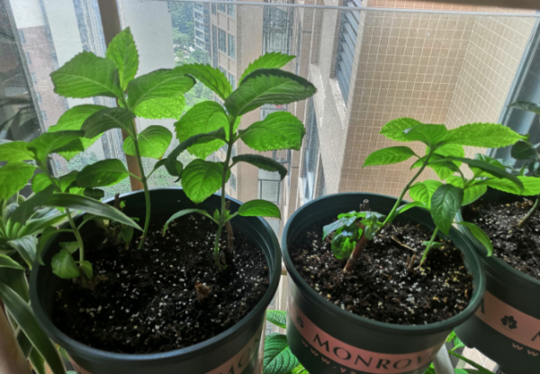 绣球只长叶子不开花是什么原因