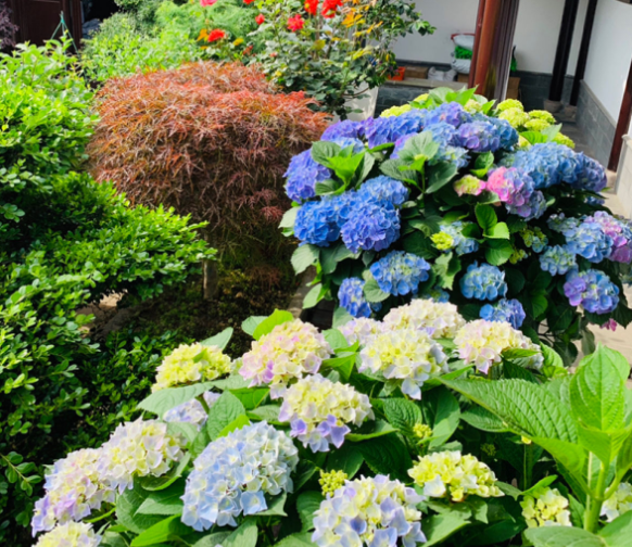 绣球只长叶子不开花是什么原因