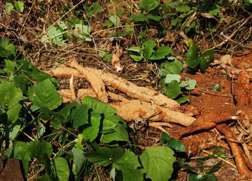 葛根长什么样子图片