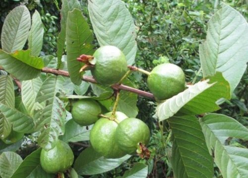 牛骨果是什么水果图片