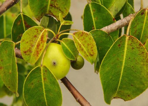 牛骨果是什么水果图片