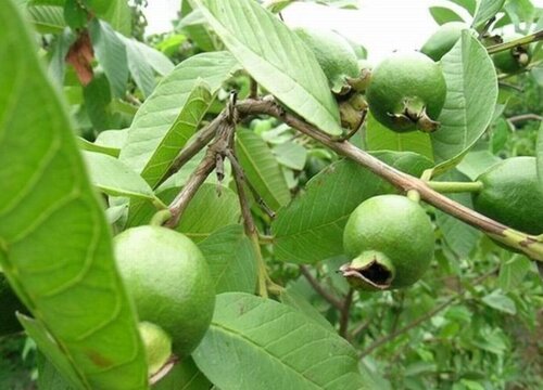 牛骨果是什么水果图片