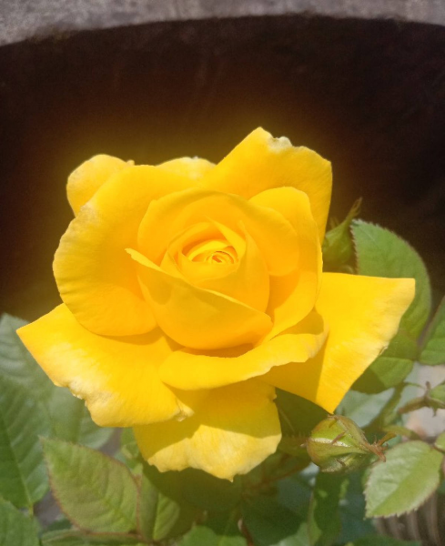 月季品种名字与图识别