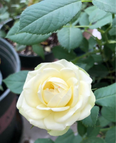 月季品种名字与图识别