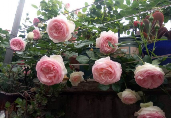 月季品种名字与图识别