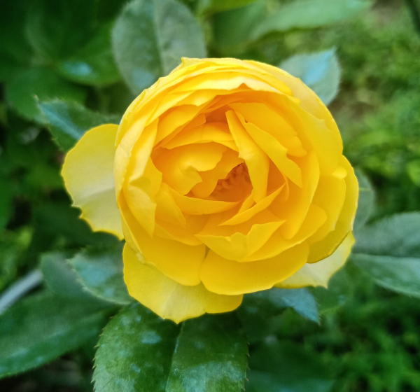 月季品种名字与图识别