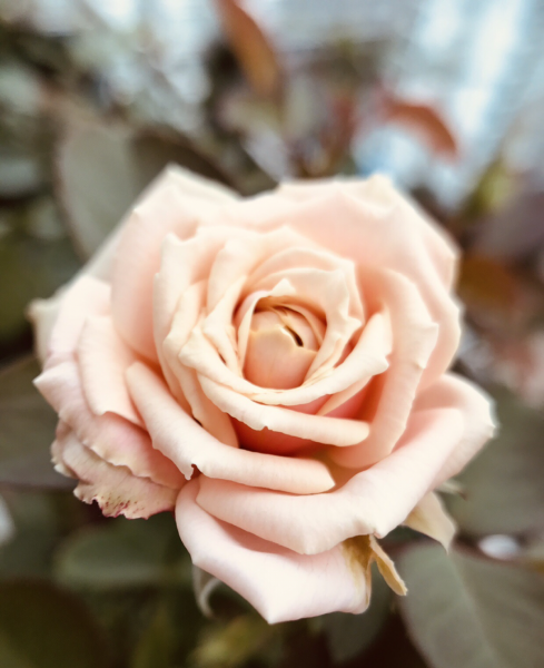 月季品种名字与图识别