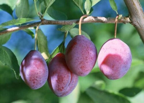 乌梅是热性还是凉性