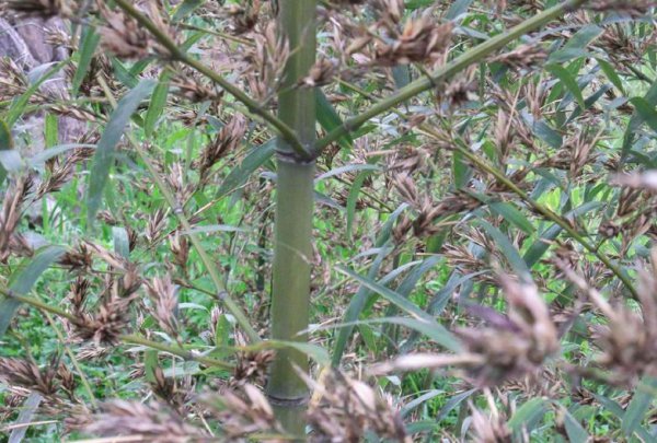 竹子开花赶紧搬家是什么意思