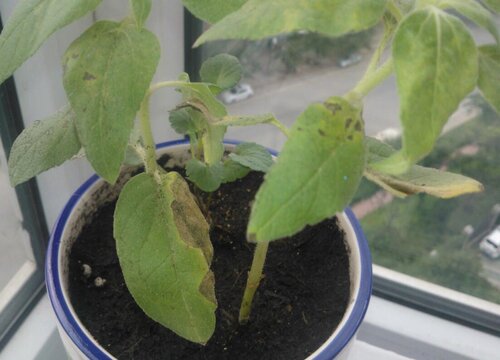 向日葵黄叶是怎么回事