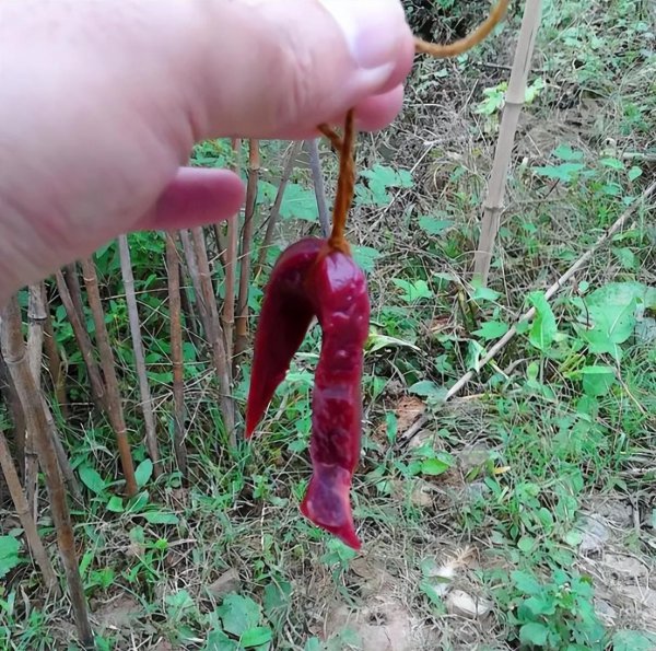 白天钓鲶鱼的经典方法