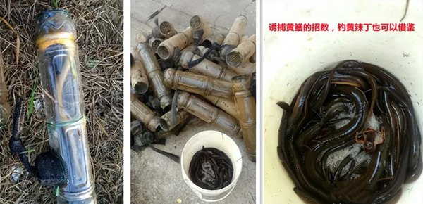 白天钓鲶鱼的经典方法