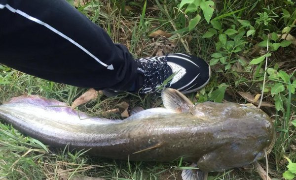 白天钓鲶鱼的经典方法