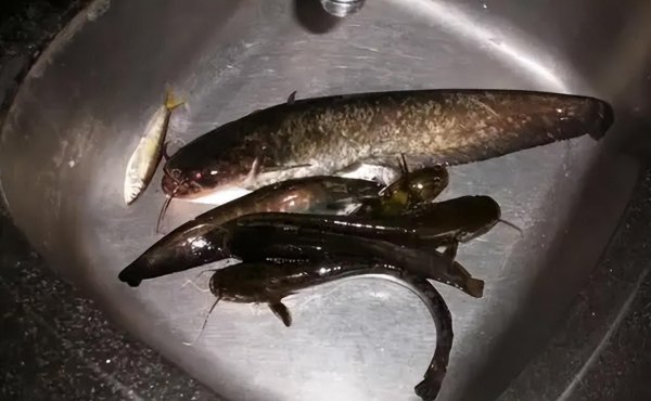 白天钓鲶鱼的经典方法