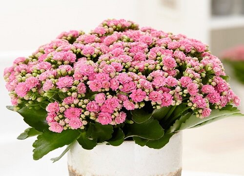 长寿花适合室内还是室外