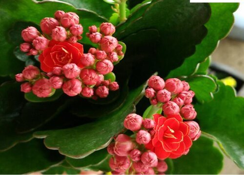 长寿花适合室内还是室外