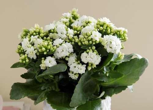 长寿花适合室内还是室外