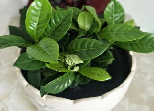 栀子花盆栽好养活吗