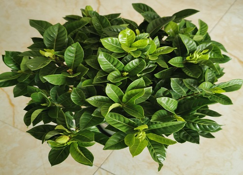 栀子花盆栽好养活吗