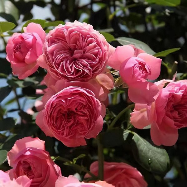 粉色达芬奇月季优缺点