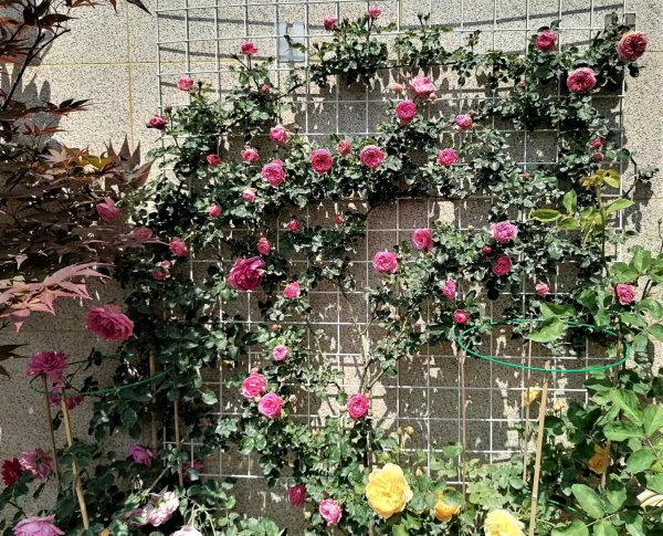 粉色达芬奇月季优缺点