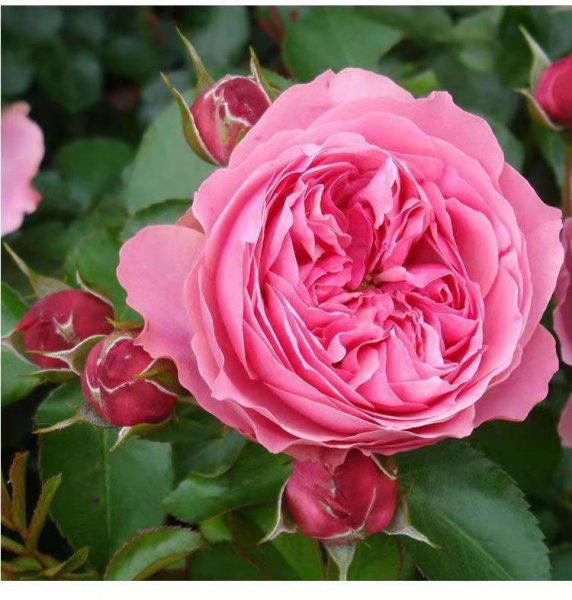 粉色达芬奇月季优缺点