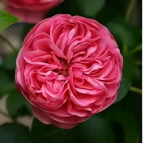 粉色达芬奇月季优缺点