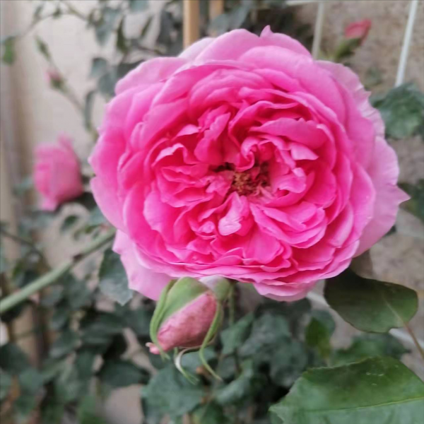 粉色达芬奇月季优缺点