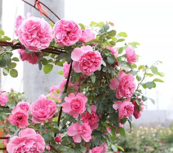 粉色达芬奇月季优缺点