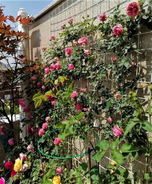 粉色达芬奇月季优缺点