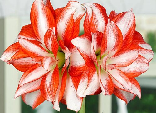 新买的朱顶红需要做哪些处理