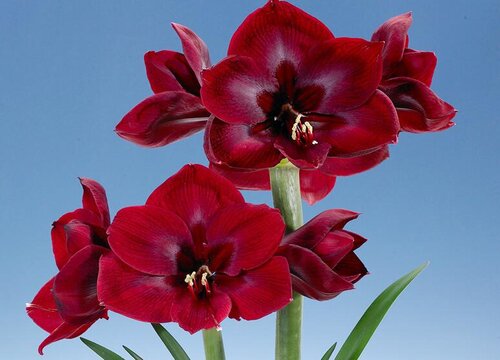 新买的朱顶红需要做哪些处理