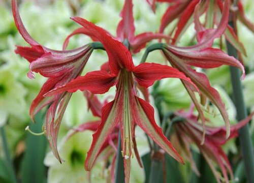 新买的朱顶红需要做哪些处理